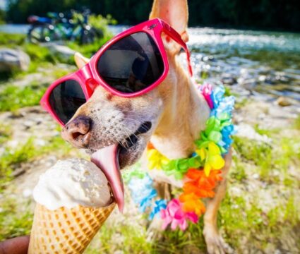 Best dog treats for summer