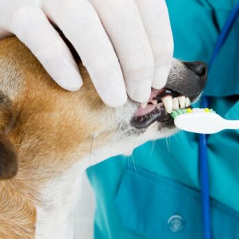 Cost of dog tooth cleaning