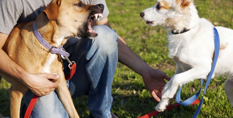 training plan for dog aggression