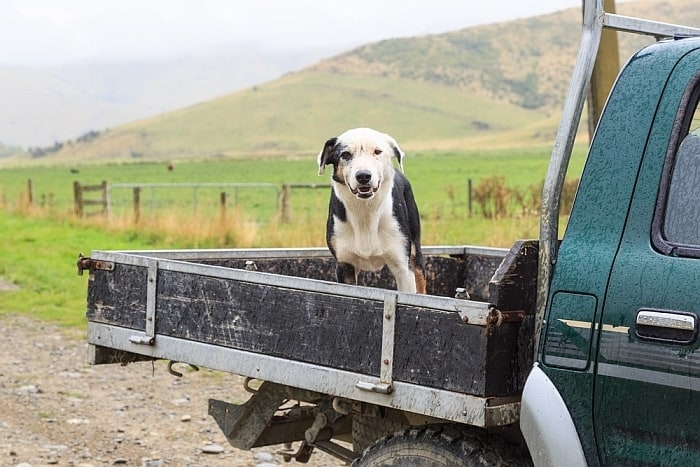 dog crates for truck beds