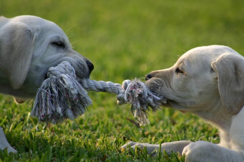 golden retrievers playing tug with rope toy
