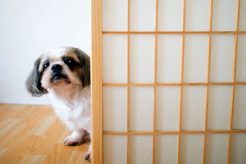 visual barriers for dogs