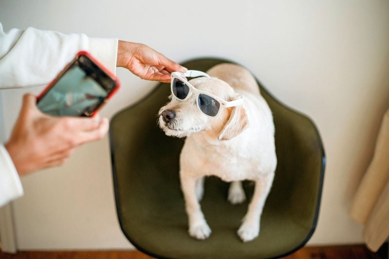 dogs in costumes for photos