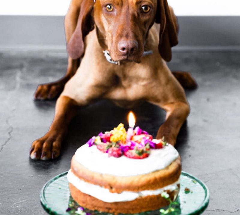 dog waiting to eat cake