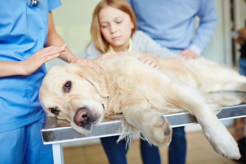 are seizures painful for dogs
