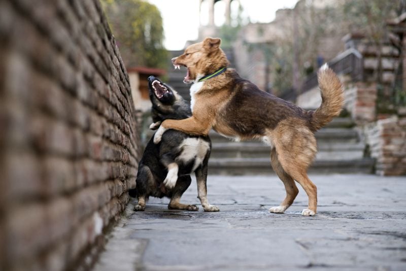 reasons for dog aggression