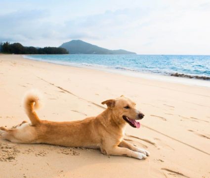 Good Dogs for Warm Climates