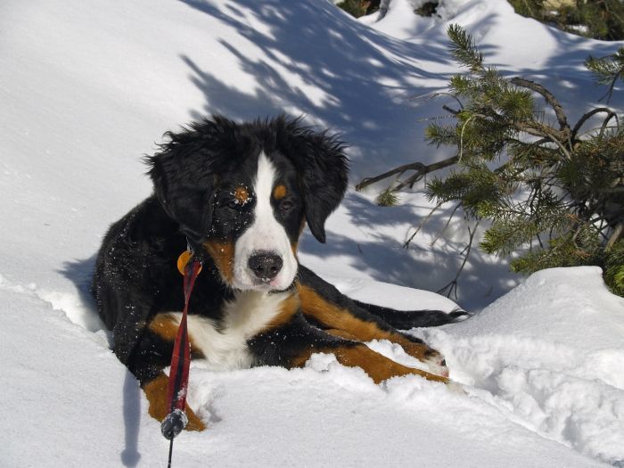 Dogs that Tolerate Cold Weather