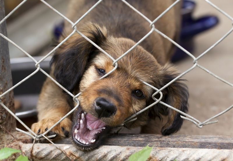 some dogs chew through fences