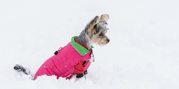 dogs winter jackets