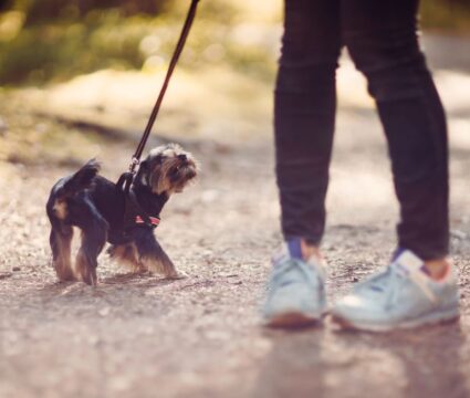 reduce dog anxiety on walks