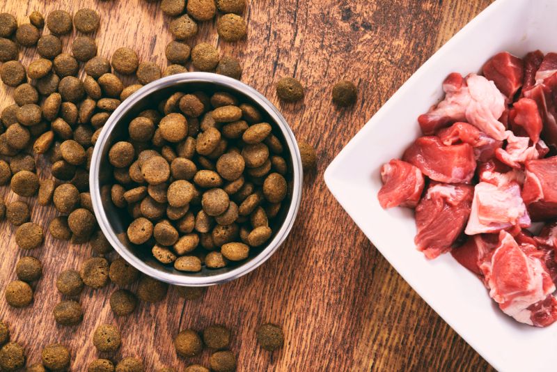 sustainable dog food brands