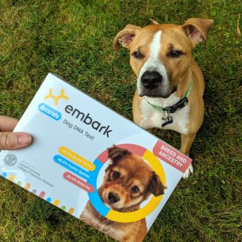 embark-dog-dna-test-review
