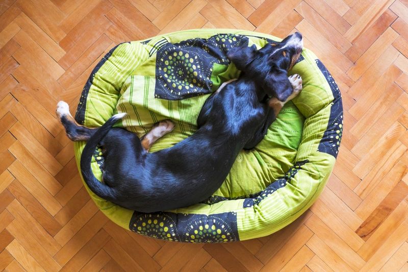 dog beds with recycled materials