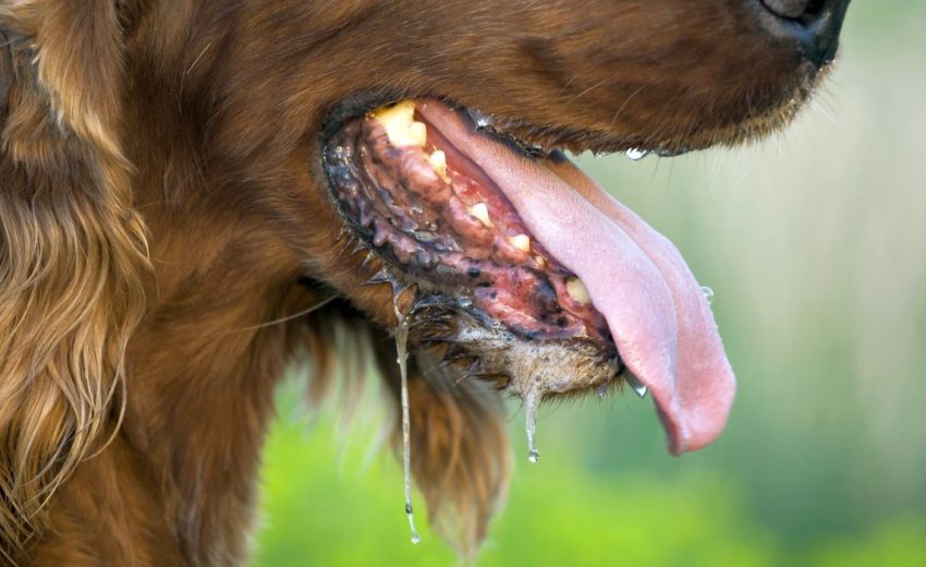 excessive drooling in dogs