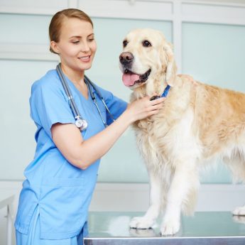 Famotidine for Dogs