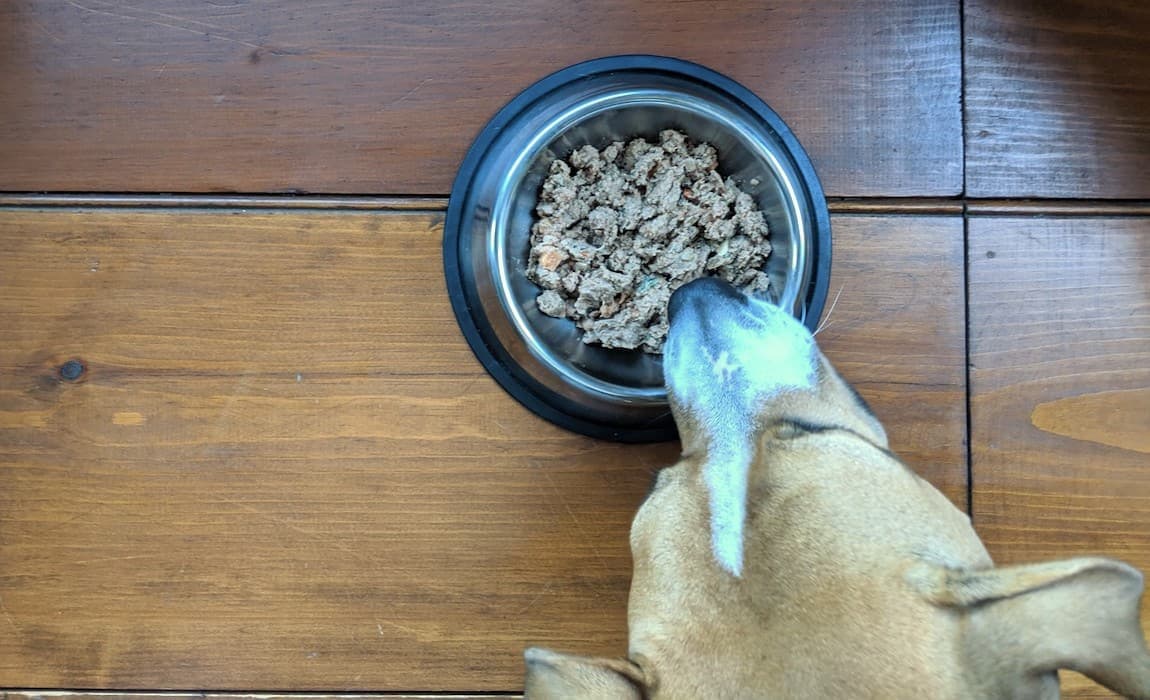 farmers-dog-food-review