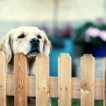 fences for dogs