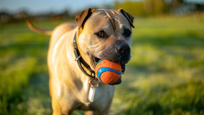 fetch safety for dogs