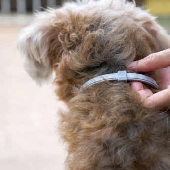 flea collars for dogs