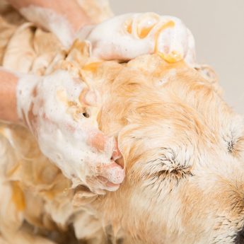 Lice shampoo for dogs