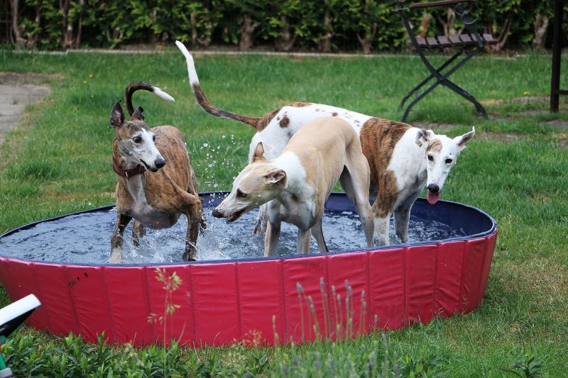 folding dog pool