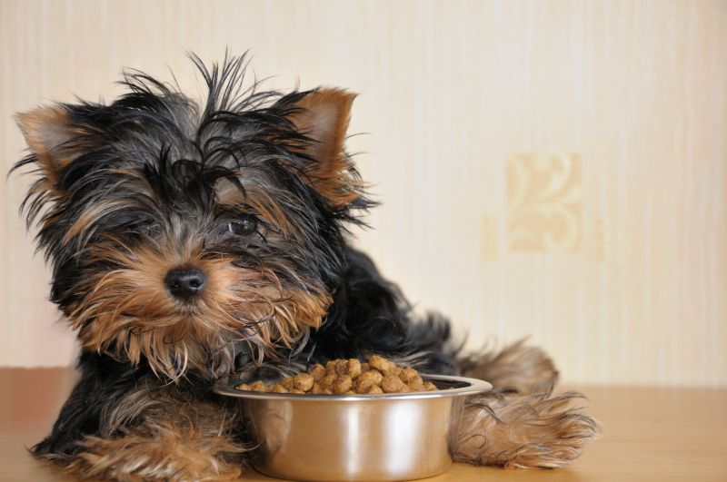 picking a dog food for puppies