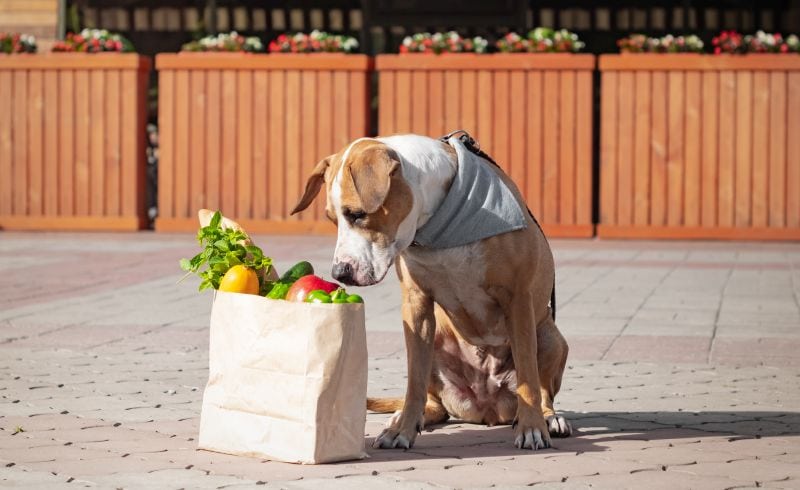 fresh food for dogs