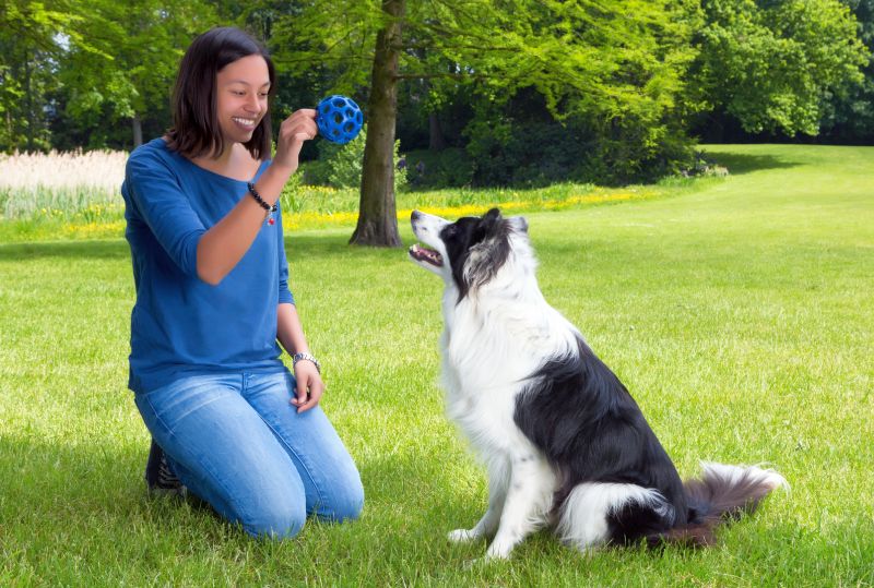 training games for dogs