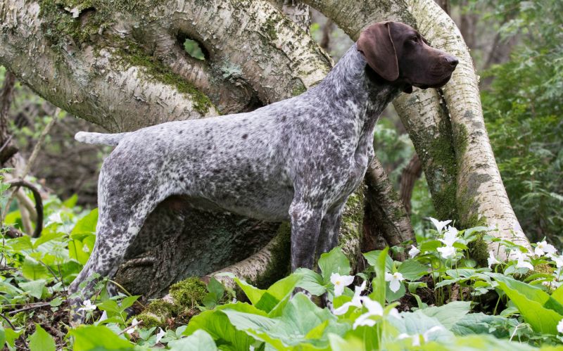 German Shorthaired Pointers are smart