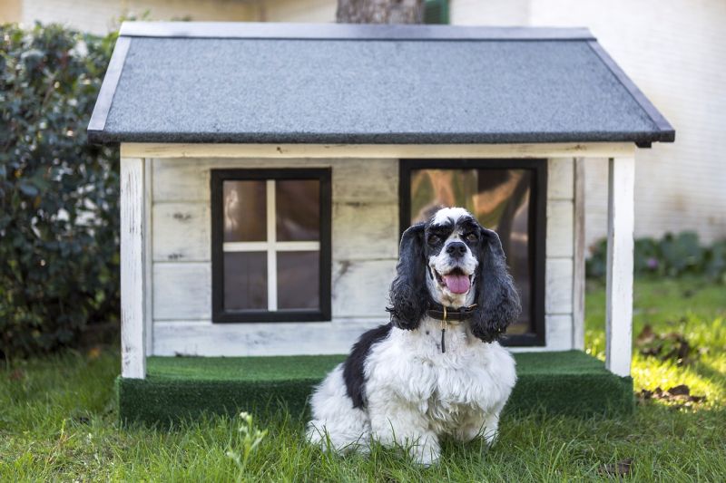give your dog a house for comfort