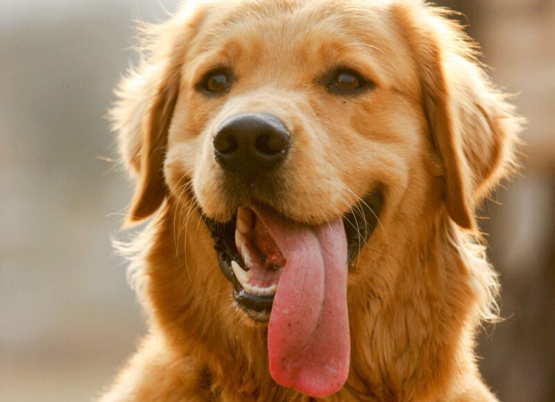 best emotional support dog breeds