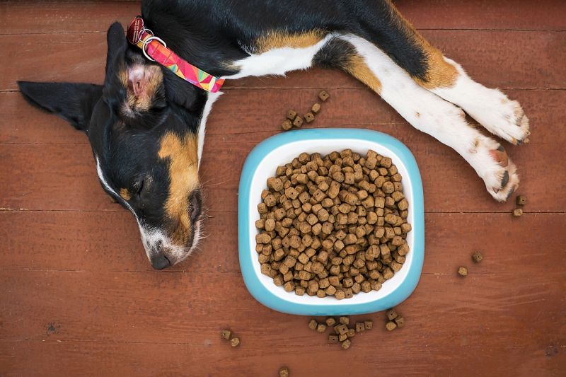 questions about dog food toppers