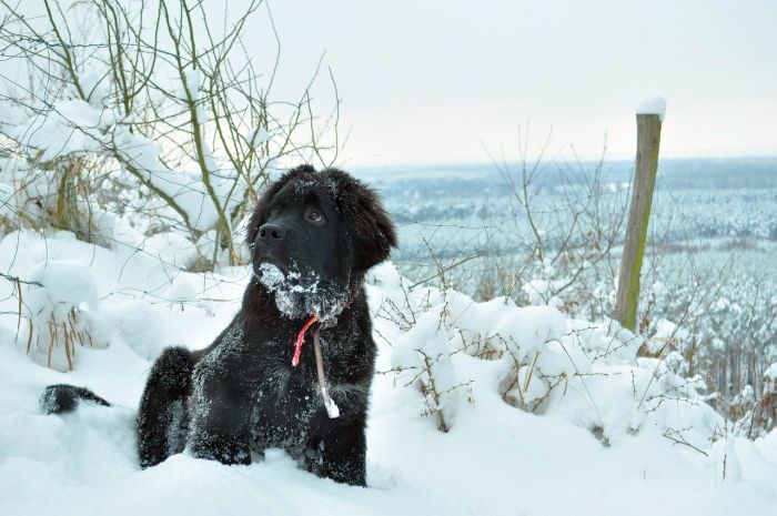 Good Dogs for Cold Climates