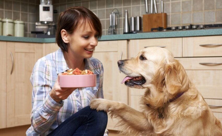 The best grain-free dog foods