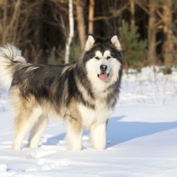 Great Dogs for Cold Climates