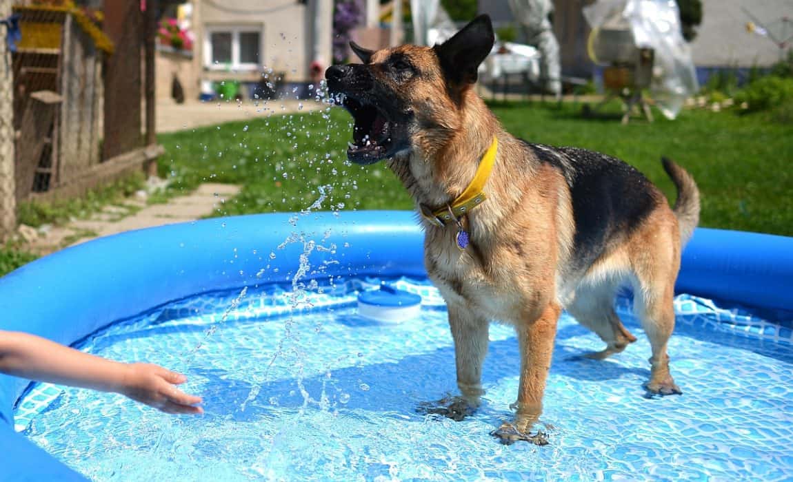 good-dog-pool