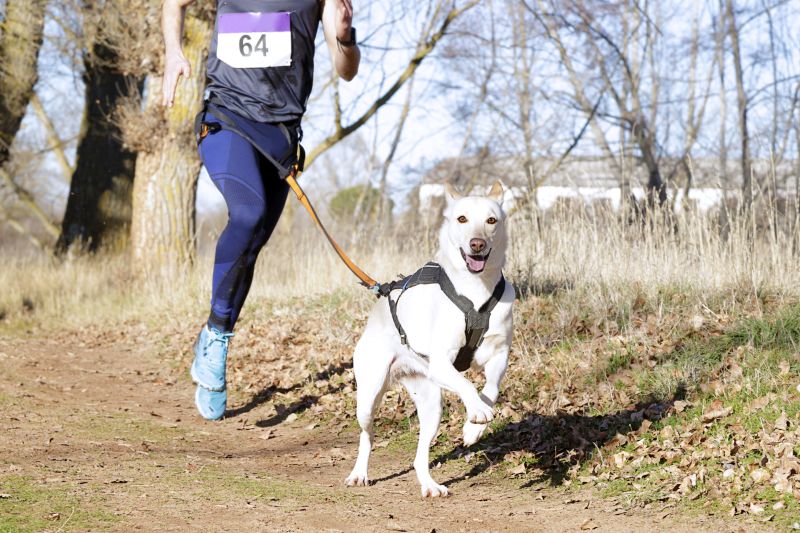 waist leashes for running with dog