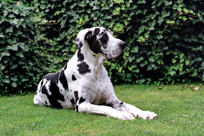 Great Danes are calm dogs
