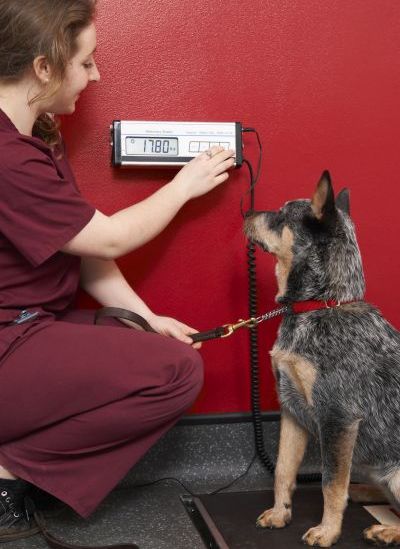 get your vet to check aggressive dogs