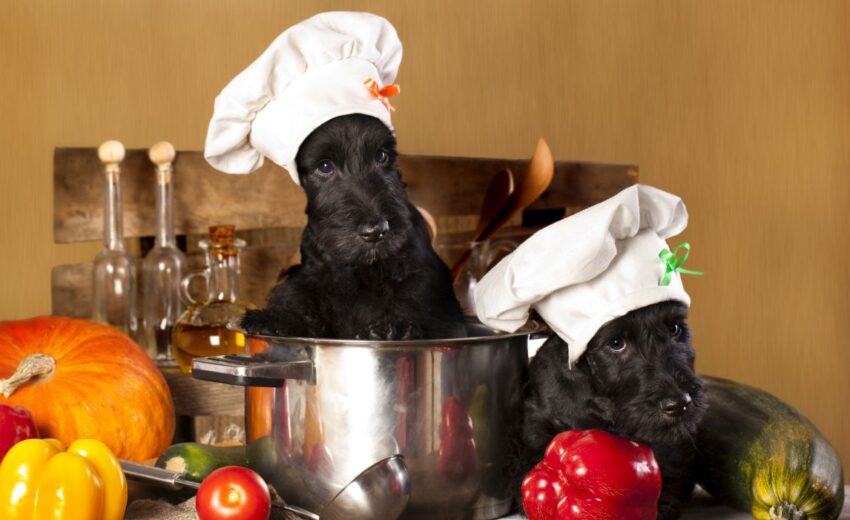 homemade crockpot recipes for dogs