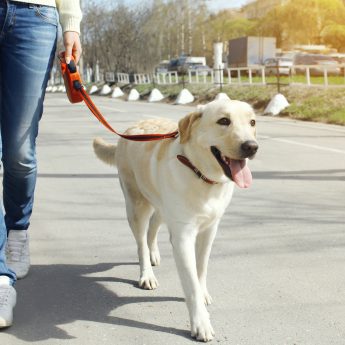 how much do dog walkers make