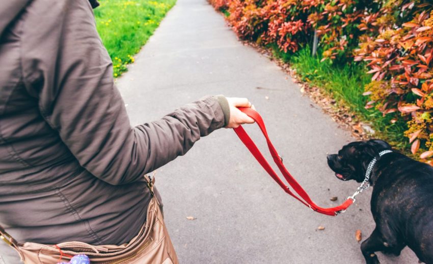 hold your dog's leash correctly