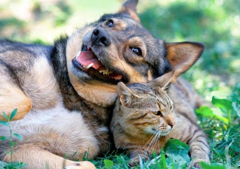 predicting dog and cat relationship
