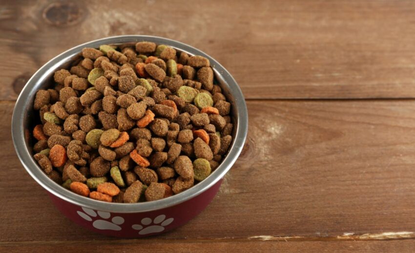 choosing a dog food