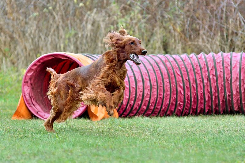 how to pick a dog agility tunnel