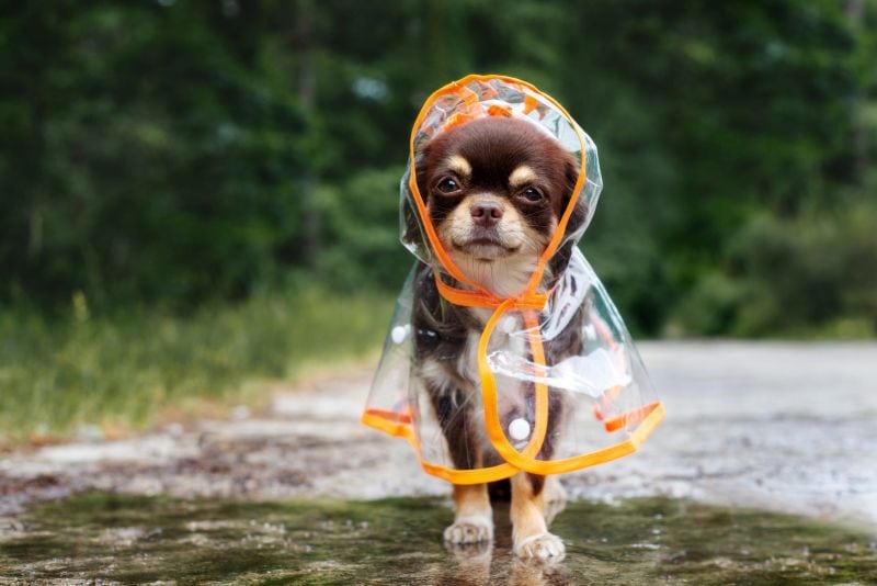 how to choose a raincoat for dog