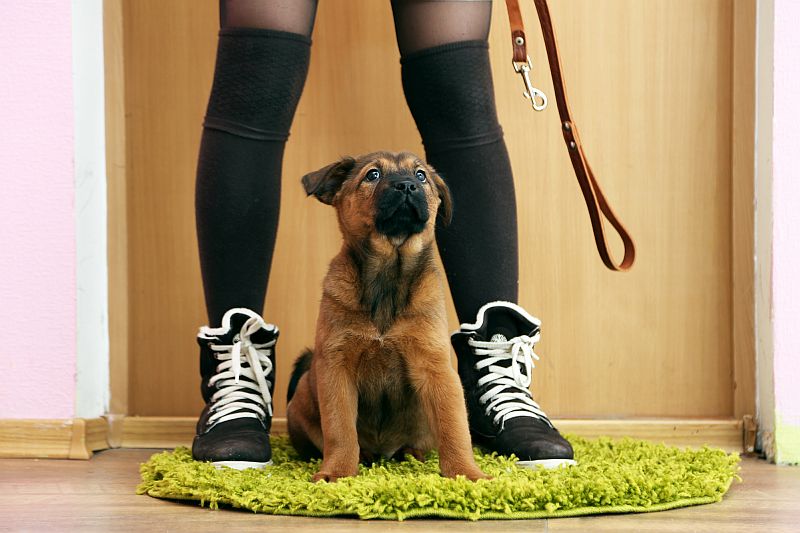 things to look for in a puppy leash