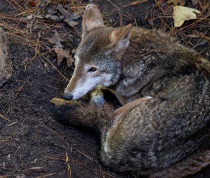 how-to-protect-dog-from-coyotes