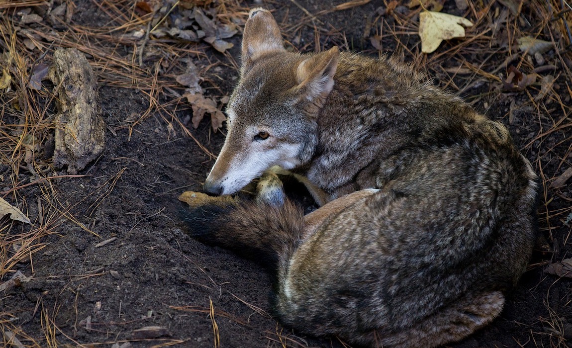 how-to-protect-dog-from-coyotes